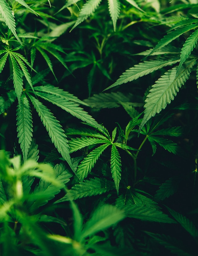 CBD olie til hund: En guide til alt, hvad du bør vide